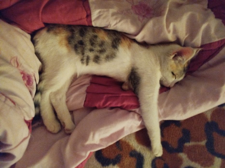 Mushuk qizbola 6oyli