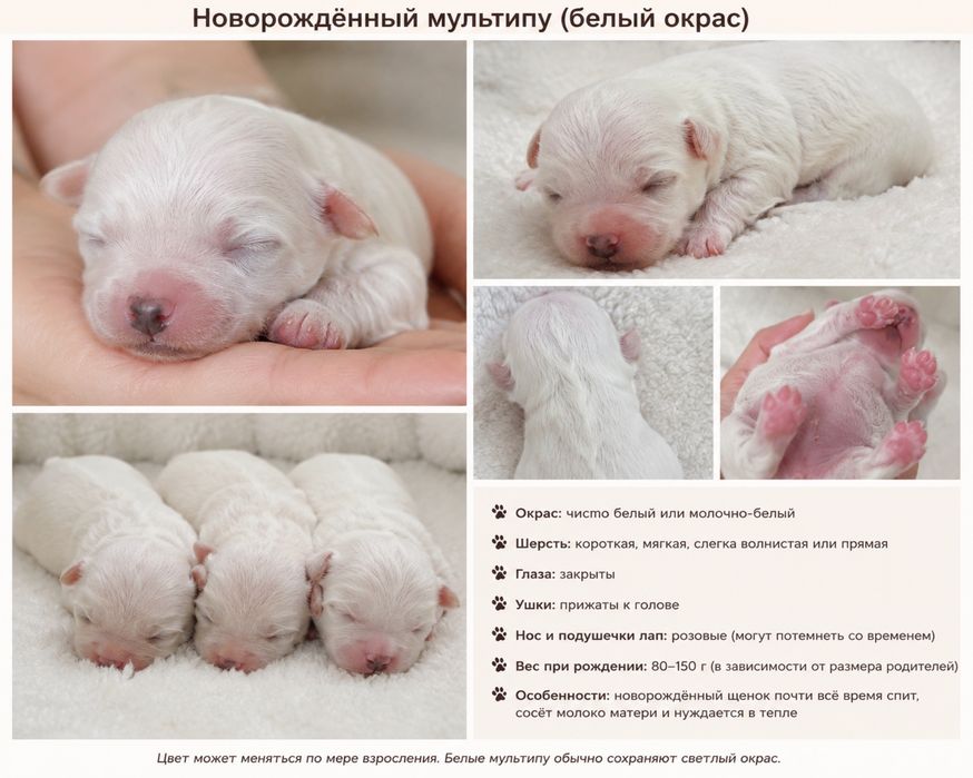 Мультипу девочки