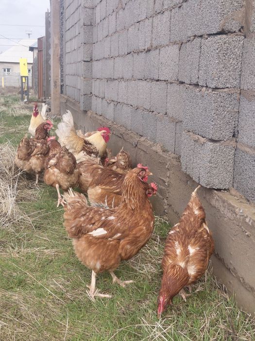 Яйцо инкувационные ломан брауна