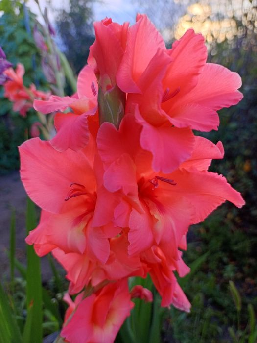 Гладиолус луковицы