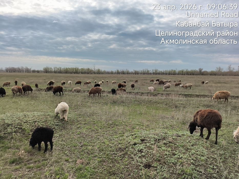 Продам баранов оптом.