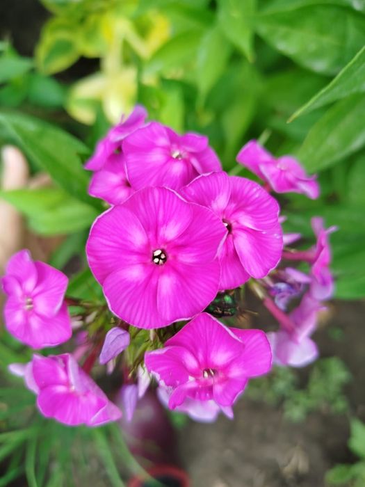 Продам флоксы кустами