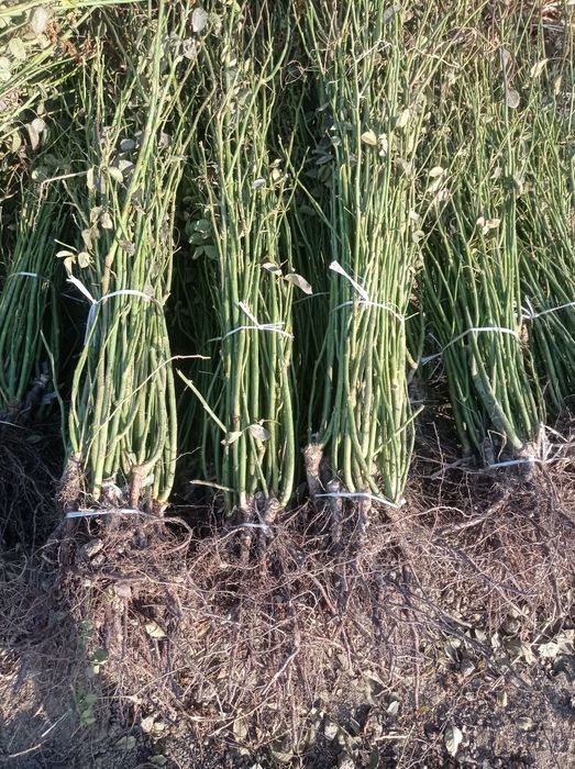 Atirgul kochatlari mavjud