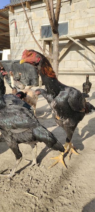 Продам Даканнннн