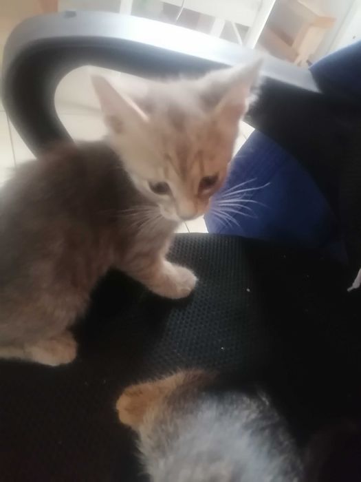 Котята 1,5 месяцев
