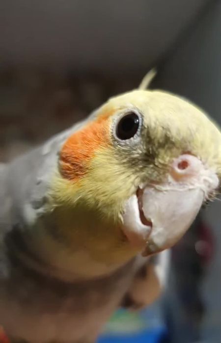 Кареллы ручные птенцы