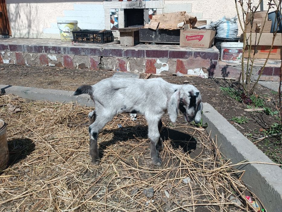 Продам нуби ургашы лактар еркек лак бар