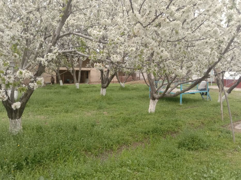 Срочна сотилади котта ховли