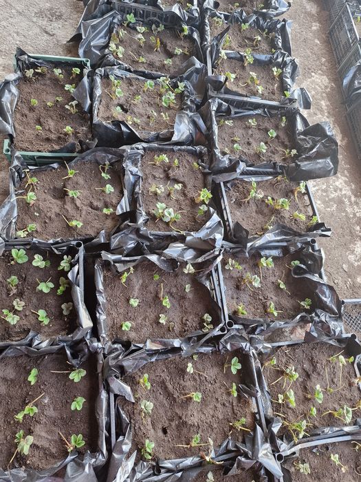 сортовая клубника "Кабрилло"