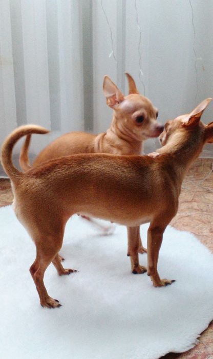 Продам той-терьеров