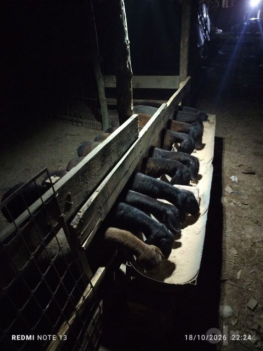 Hisorri Solu Qoylar sotladi