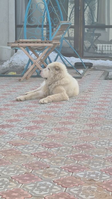 Белый Алабай ,вязка