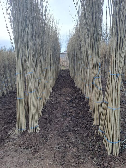 Топель перамидалный без пуха