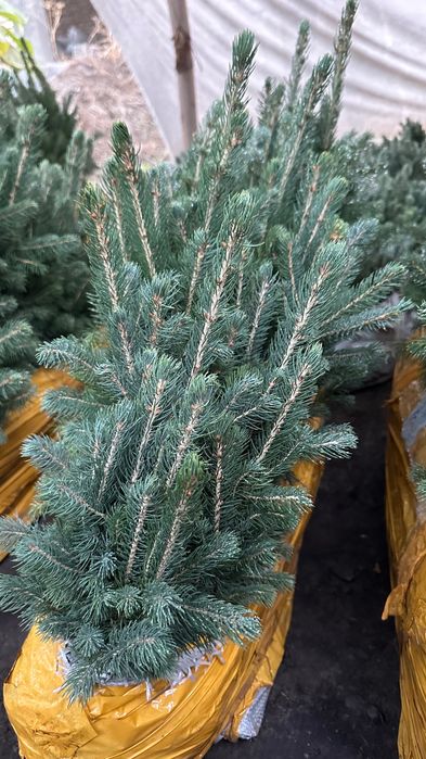 Голубая ель кўчатлари сотилади!