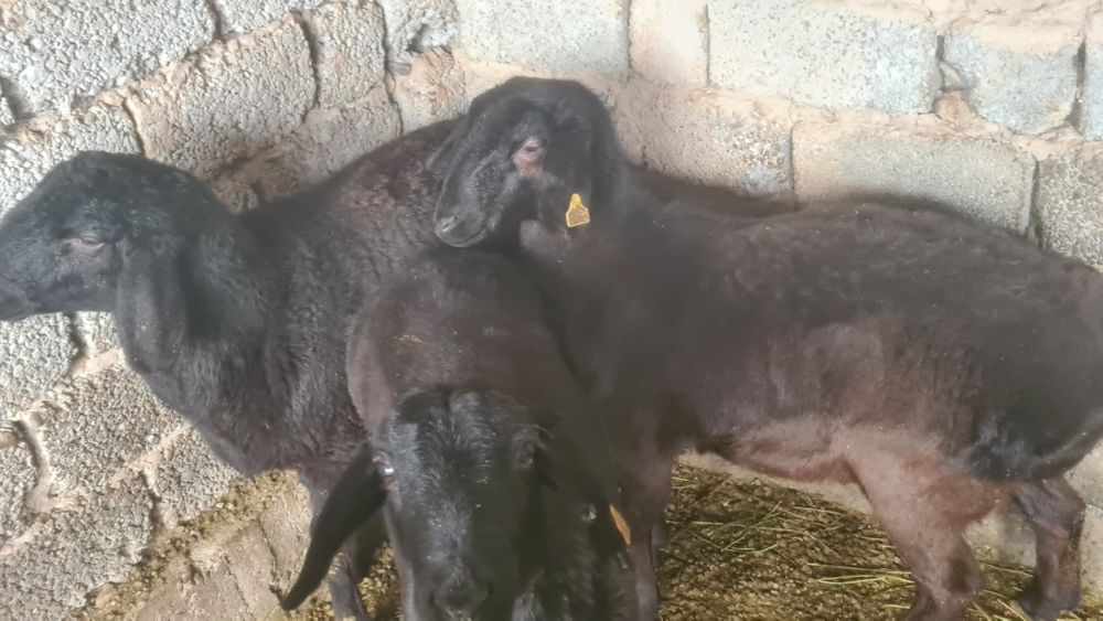 Қойлар сатылады...