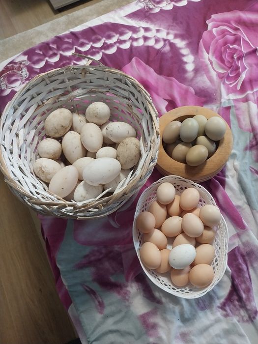 Oua pentru incubat s-au consum