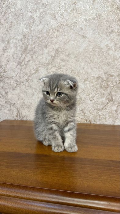Котенок Scotish Fold
