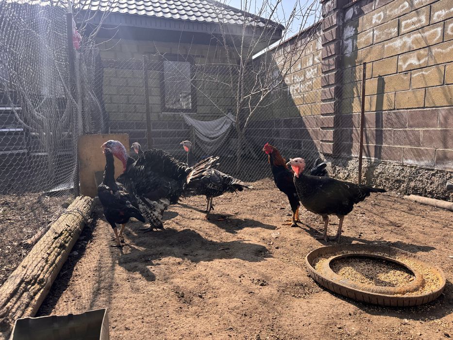 Индюк и 3 индюшки крупные