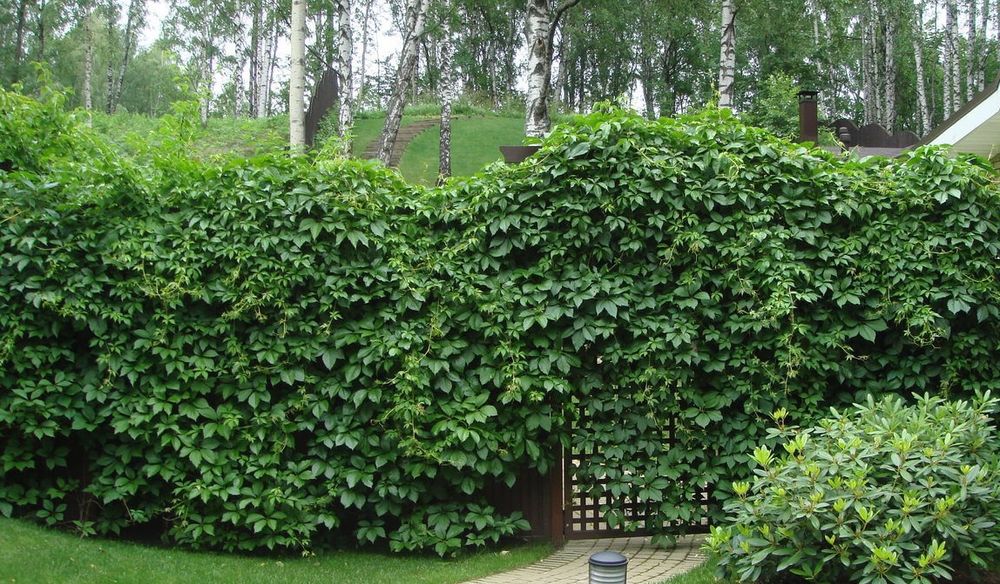 Саженцы деревьев в горшке