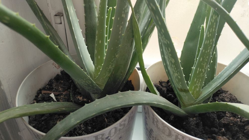 Алое Вера растение