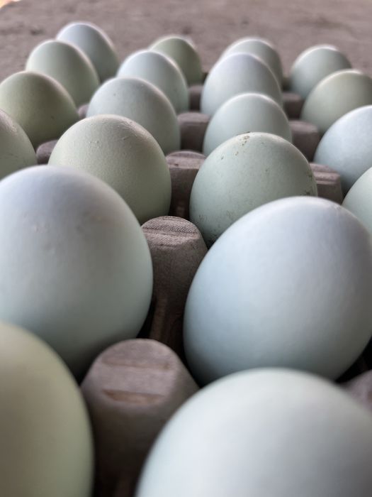 Oua araucana potarnichiu salbatic