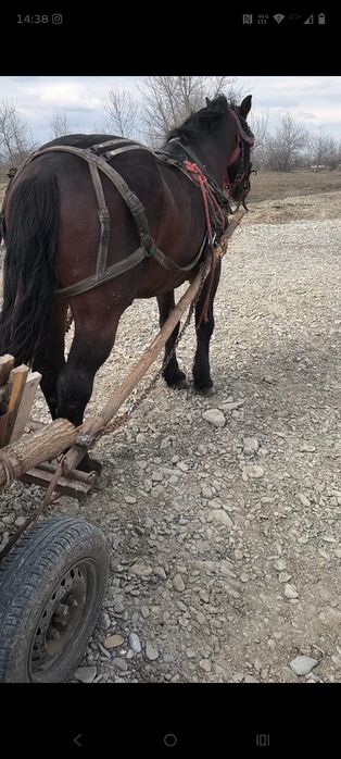 Vând harmasar de 9 ani