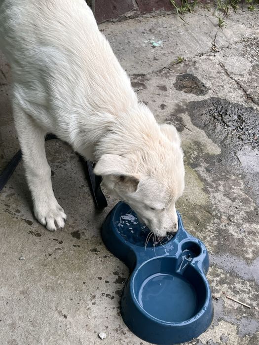 Лабродор Ретривер, щенок (5 месяцев),