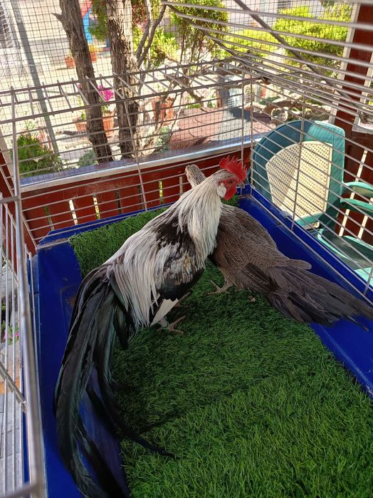 Găini Phönix pitic