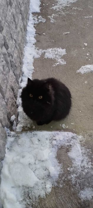 Кошка в добрые руки