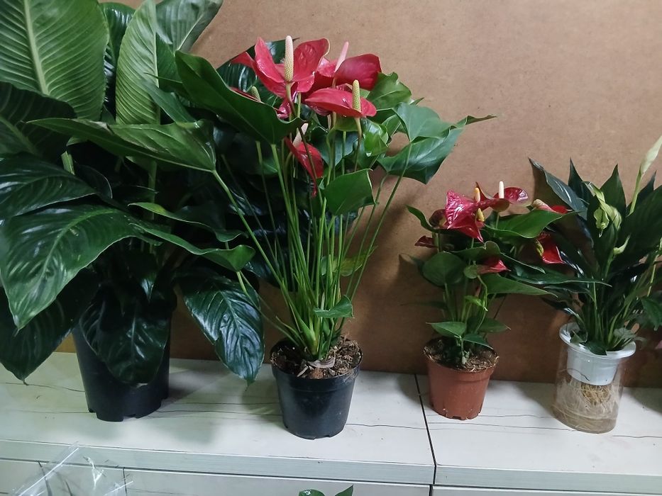 Антурмум мужское счастье