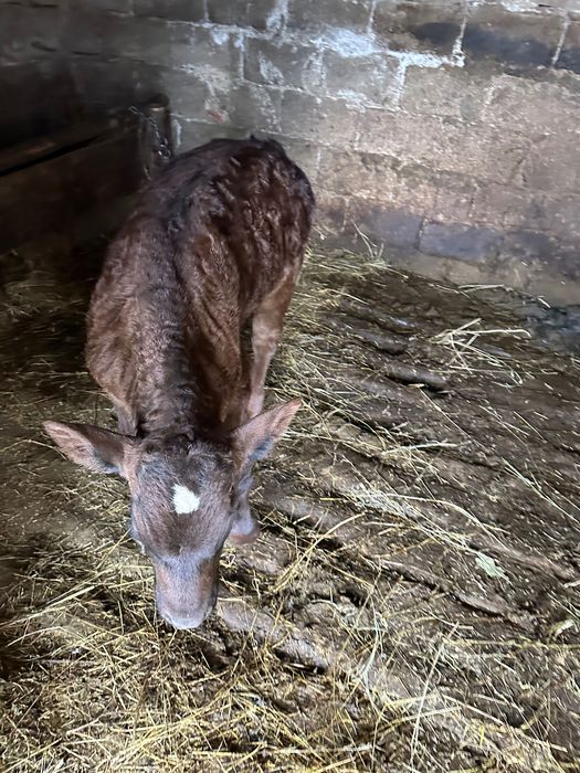 Vând vaca bălțata cu vițel după ea