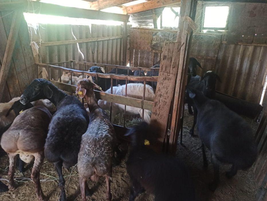 Ешкі қойлар сатылады