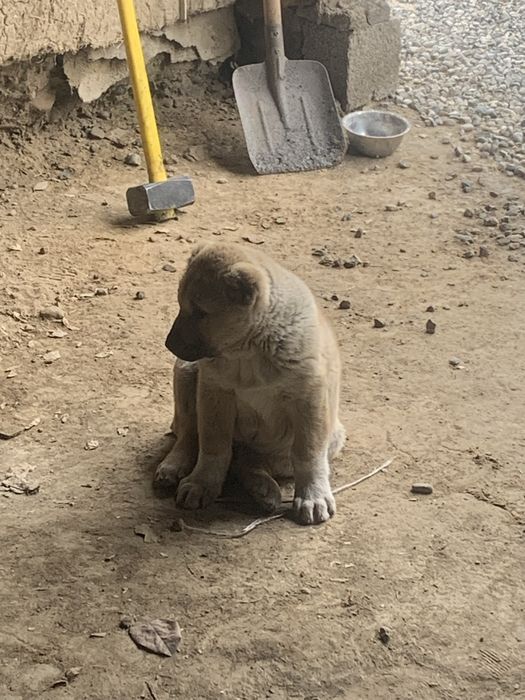 Күшік сатылады 2 айлык