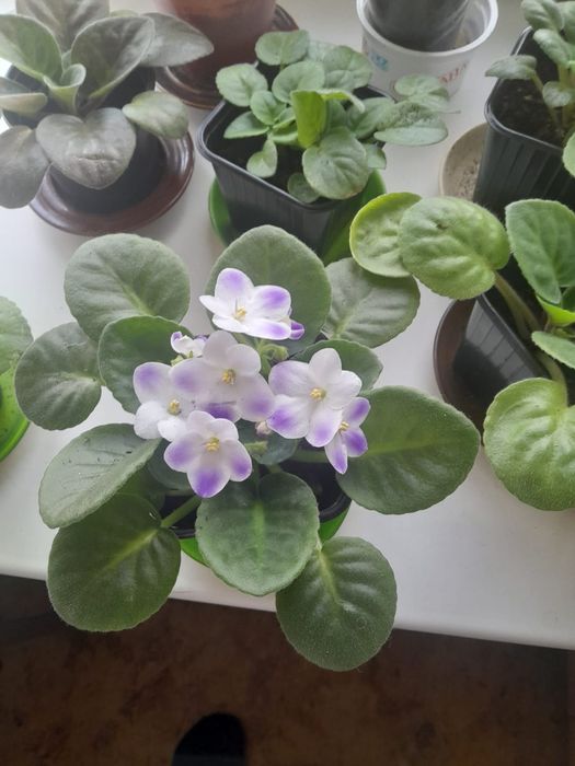 Фиалки цена от 2000тг