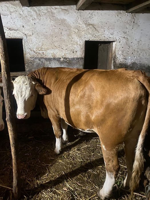 Jurinca de un an și opt luni gestantă în 3 luni provine din mama foarte bună de lapte 8800 lei tel 0748527431