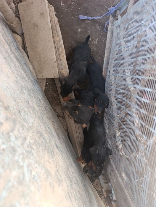 Ягдтерьер щенки 3 месяца