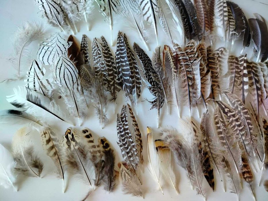 Естествени материали за декорация- шишарки, пера и МАЛКИ рапанчета