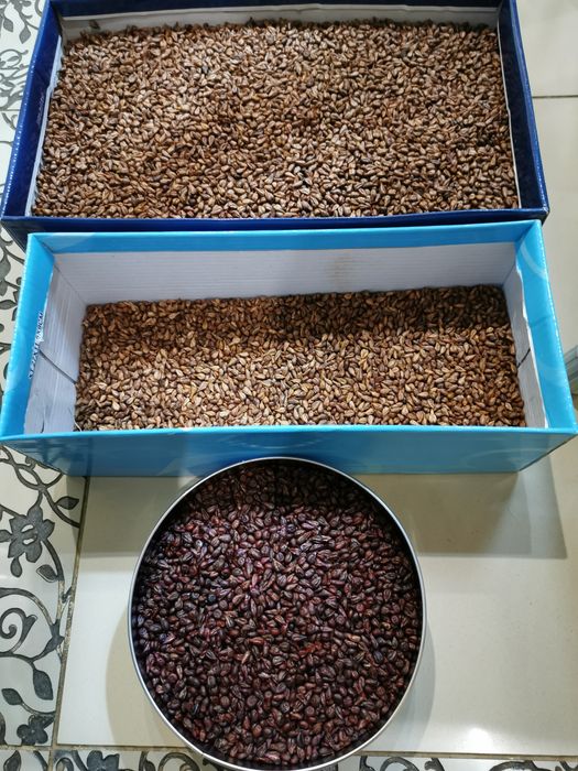 Косточки винограда (семечки)