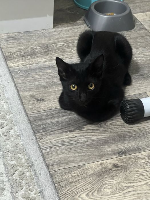 Бомбейский котенок