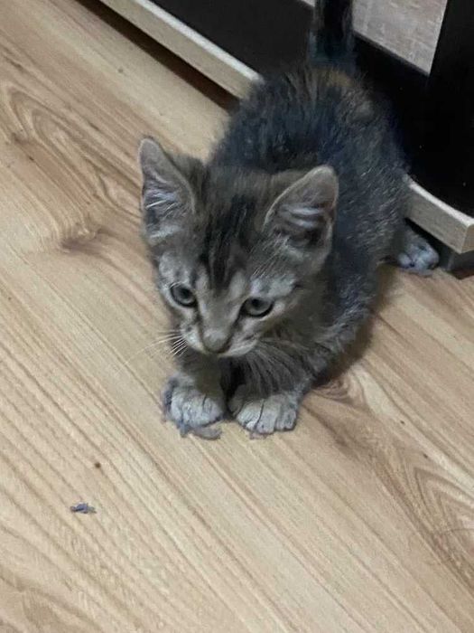 Pisicuță pentru adopție