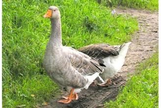 Продаются гусята