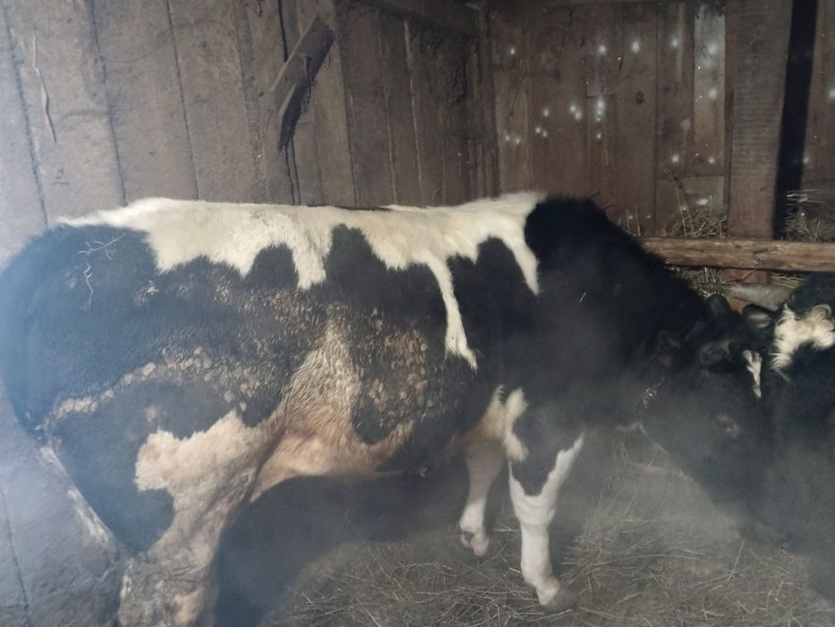 Продам быков с откорма