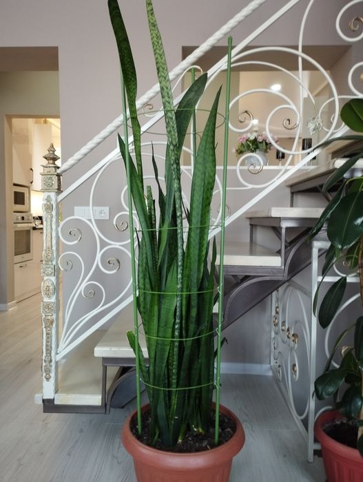 Продам комнатные цветы