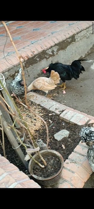 Сибрайит товуклар