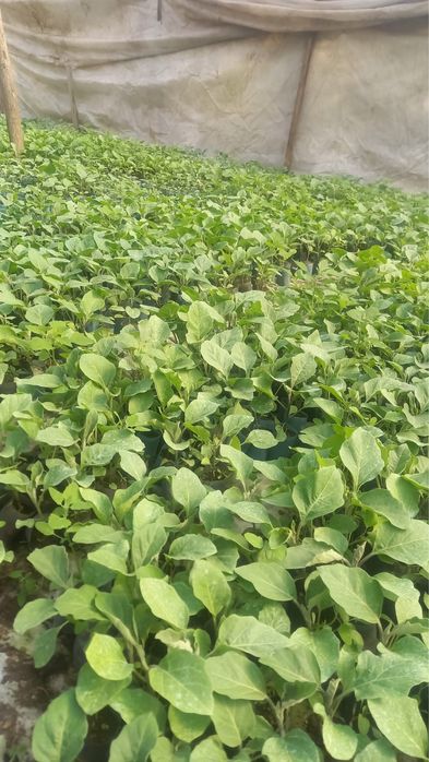 Răsaduri de vînzare