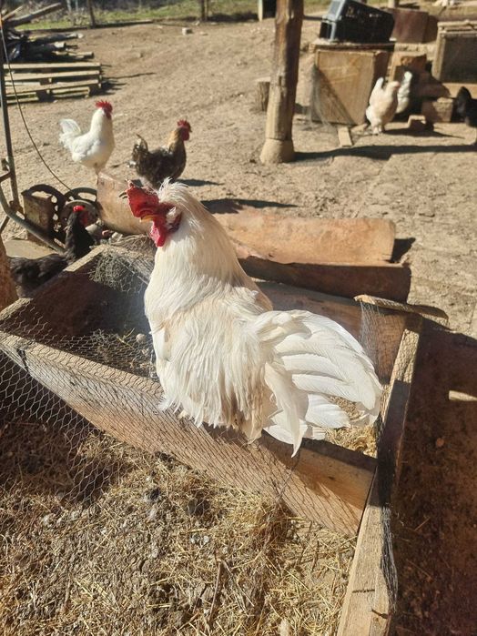 Продавам млади петлета