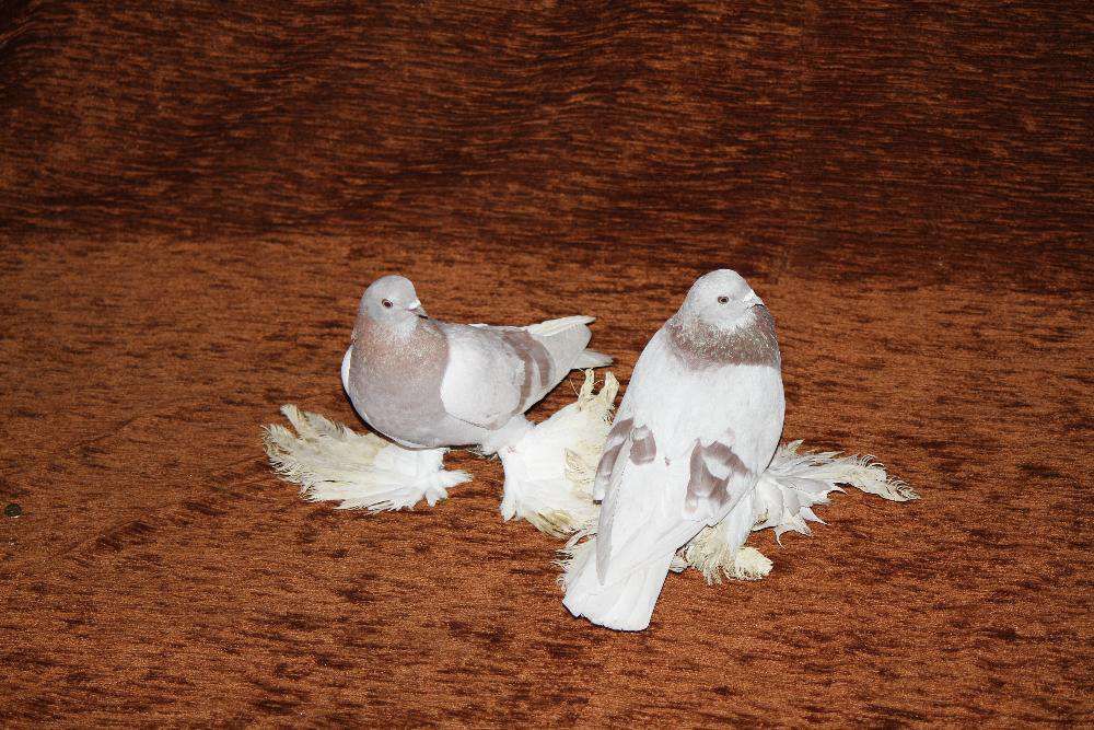 голуби игровыееее