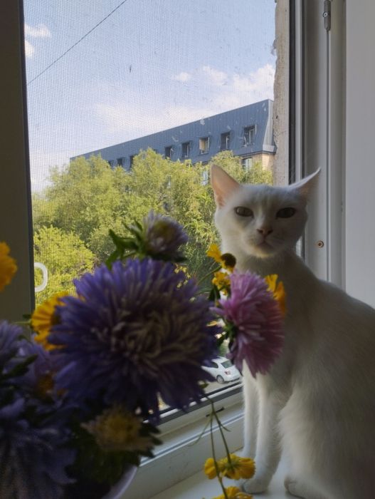 Отдам кошку (взрослую)