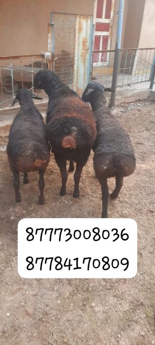 Кой, қошқар сатылады, сойып берем