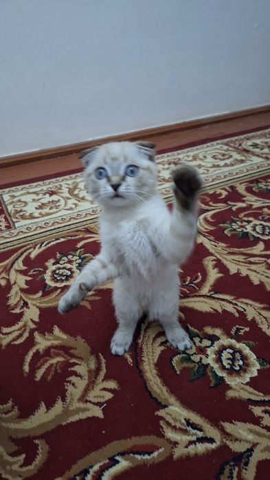 (Scottish Fold) Mushuk Sotiladi.